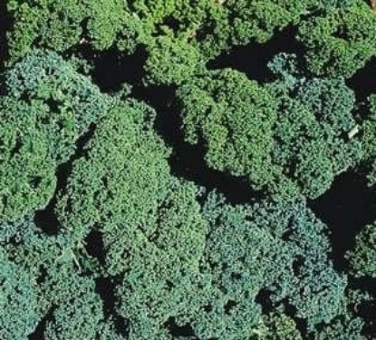 Picture of Kale Winterbor F1